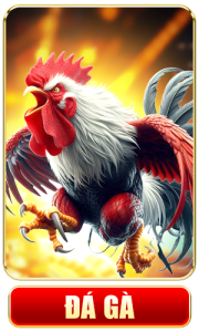 Hubet đá gà